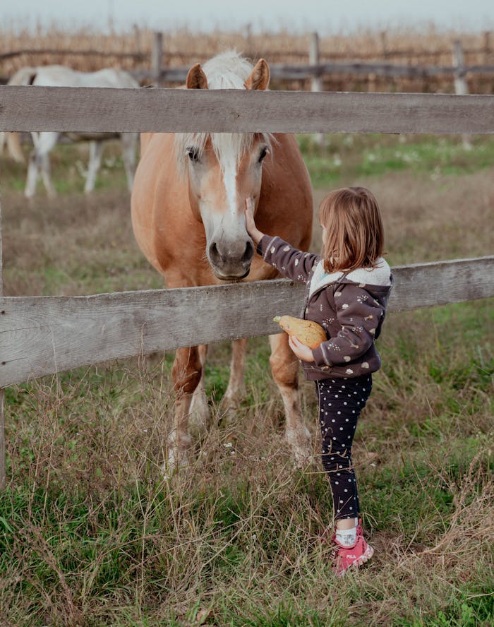 A young girl caresses a horse through a wooden fence in a pastoral farm setting.